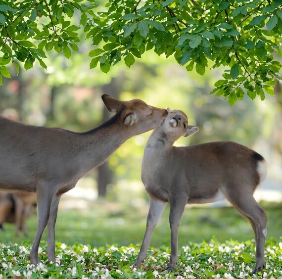 Two deer under a tree with green leaves. 3
