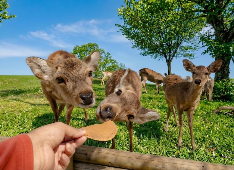 A person feeding a deer in a grassy field with trees in the background. 5