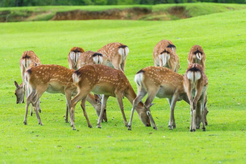 A group of deer grazing in a lush green field. 2