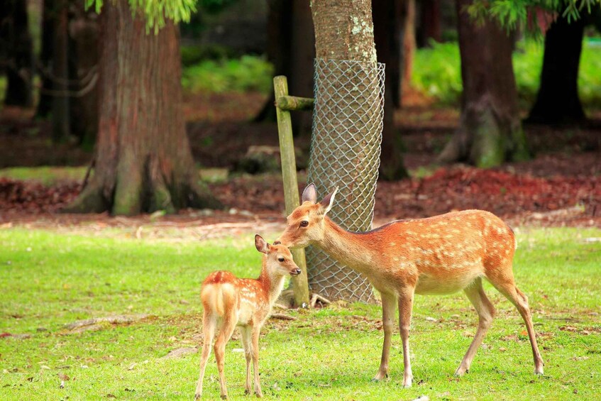A deer with a fawn standing in a grassy area with trees in the background. 4