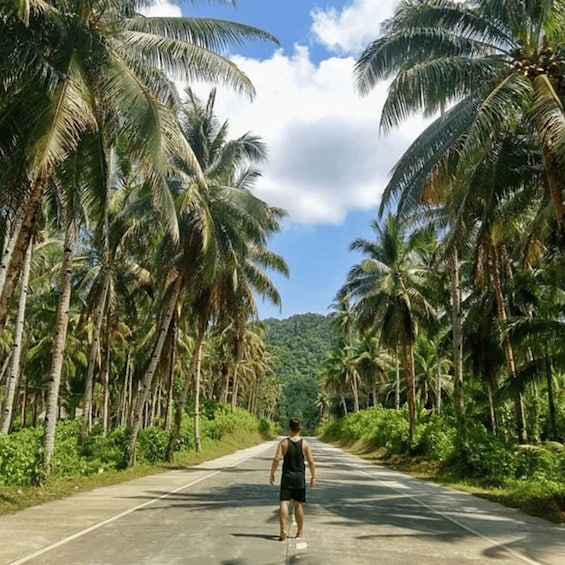 A person walking down a road flanked by tall palm trees under a clear sky. 2