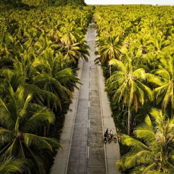 A road flanked by rows of palm trees. 5
