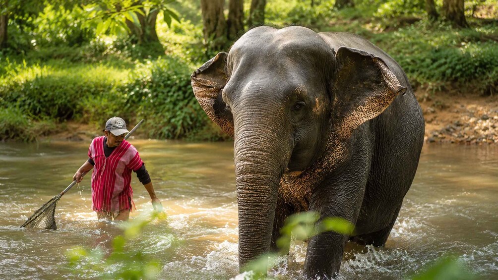 Picture 2 for Activity Khao Lak: Elephant Sanctuary Observation Tour 4
