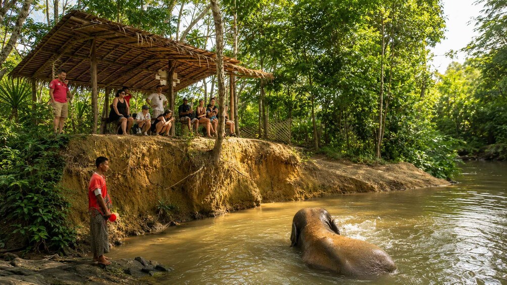 An elephant bathing in a river, people observing from a wooden structure, and a lush green forest in the background. 2