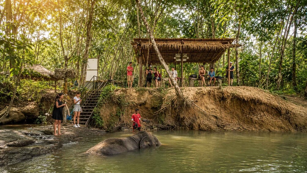 Picture 1 for Activity Khao Lak: Elephant Sanctuary Observation Tour 5