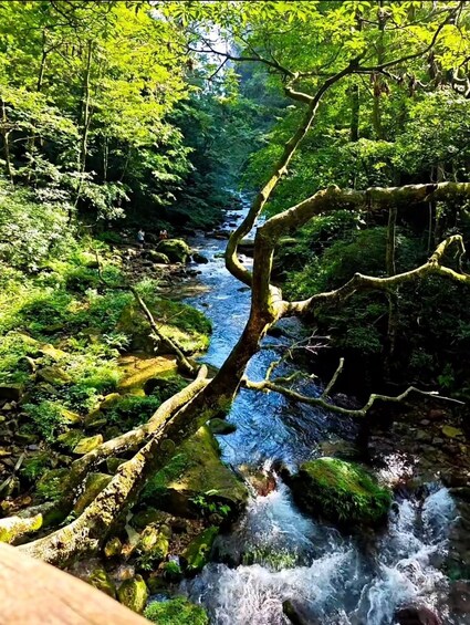A forest stream with moss-covered rocks and a fallen tree. 3