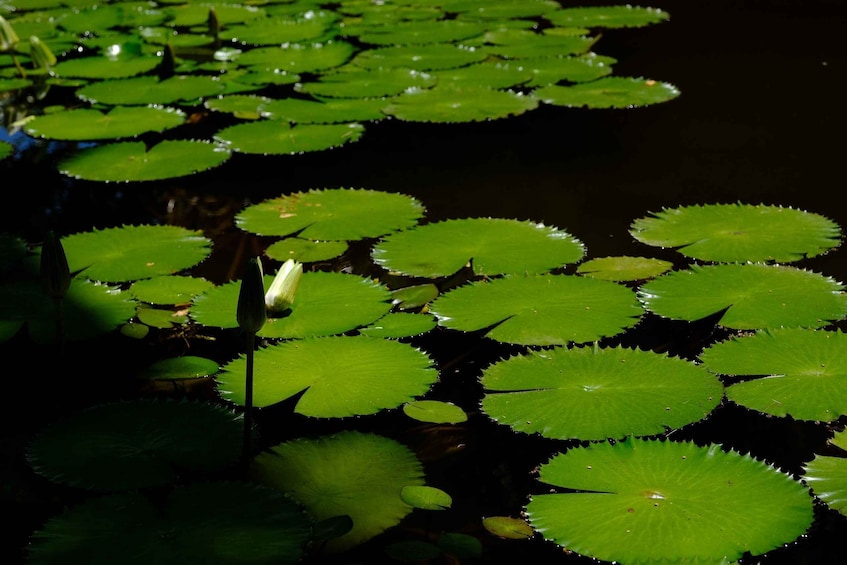 Picture 10 for Activity Rio Rainforest: Hike to Waterfalls, Wildlife & Caves 5