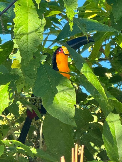 Picture 6 for Activity Rio Rainforest: Hike to Waterfalls, Wildlife & Caves 3