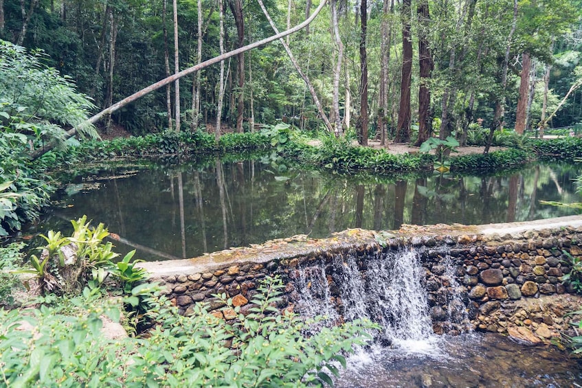 Picture 19 for Activity Rio Rainforest: Hike to Waterfalls, Wildlife & Caves 2