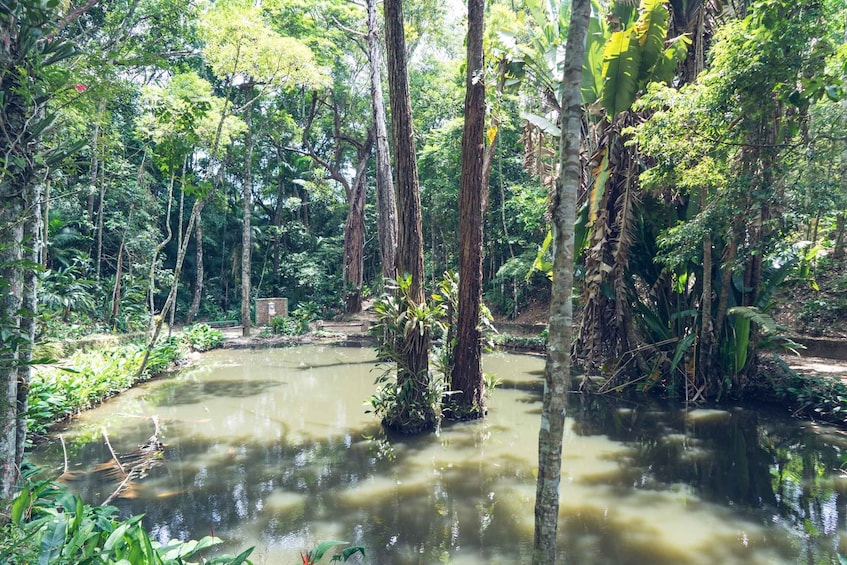 Picture 18 for Activity Rio Rainforest: Hike to Waterfalls, Wildlife & Caves 4