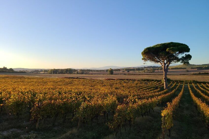 Un vignoble avec des rangées de vignes et un arbre isolé au premier plan. 2