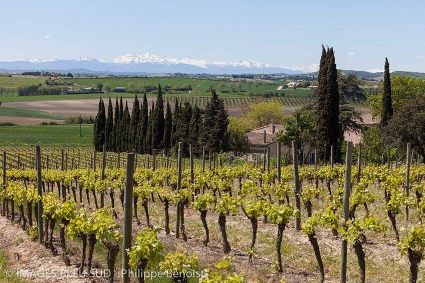 A vineyard with rows of grapevines, a house, and snow-capped mountains in the background. 3