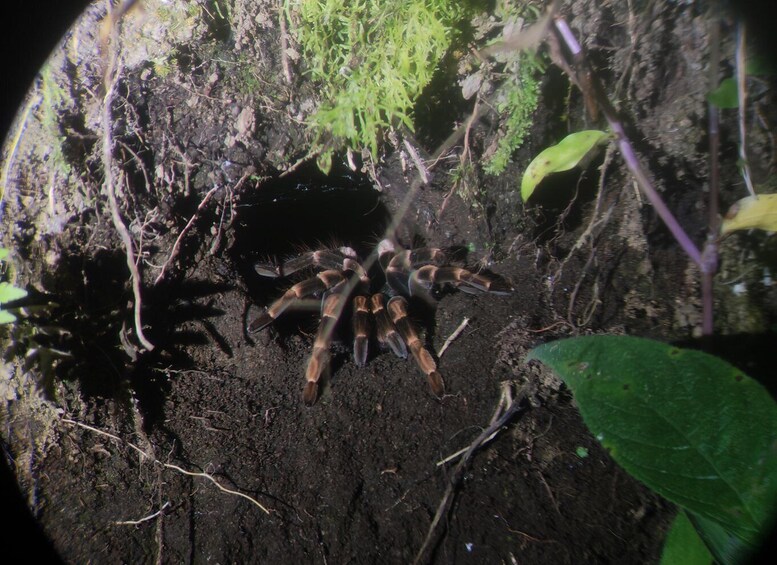 A spider in a natural setting with soil and vegetation. 4