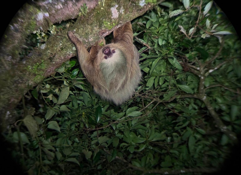 A bat hanging upside down from a tree branch in a dense forest. 5
