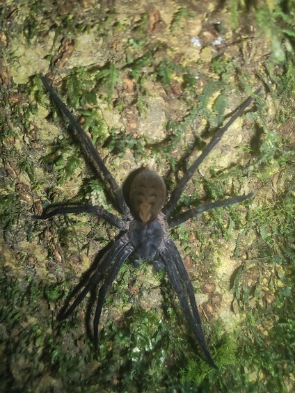 A large spider on a moss-covered rock. 3