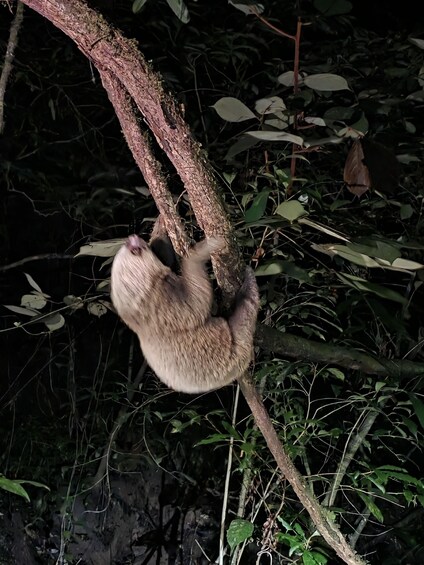 A sloth hanging from a tree branch in a dense forest. 2