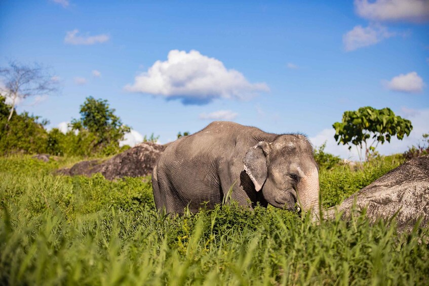 Picture 12 for Activity Phuket: Bukit Elephant Park Sanctuary Walk and Feed Tour 2
