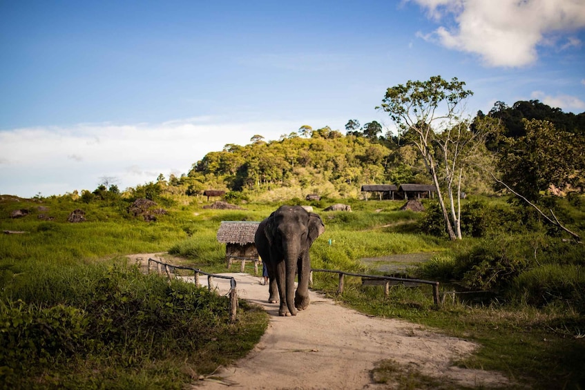 Picture 11 for Activity Phuket: Bukit Elephant Park Sanctuary Walk and Feed Tour 3