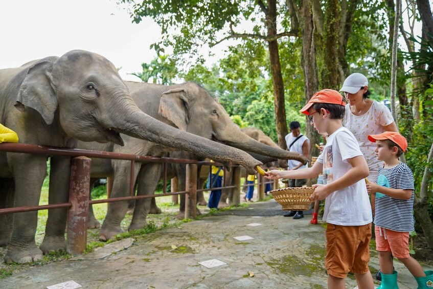 Picture 10 for Activity Phuket: Bukit Elephant Park Sanctuary Walk and Feed Tour 4