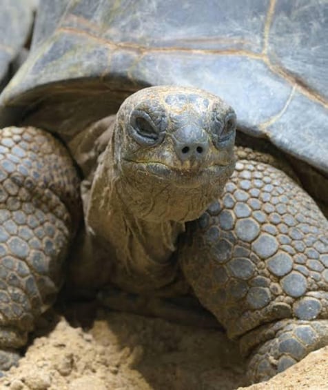 A close-up of a tortoise's head and upper body, with detailed shell patterns and textured skin. 2