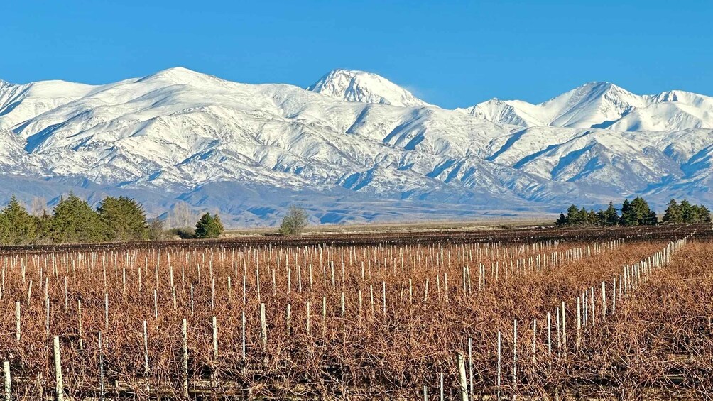Picture 8 for Activity Mendoza: Wine and Bike Tour of Wineries at the Foot of the Andes 2
