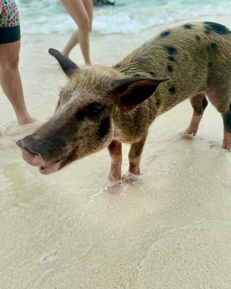 Picture 28 for Activity Nassau: Swimming Pigs of Rose Island Water Taxi 3
