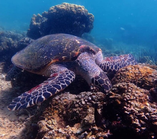 Picture 8 for Activity Tunku Abdul Rahman: Sapi & Manukan Snorkeling with Lunch 2