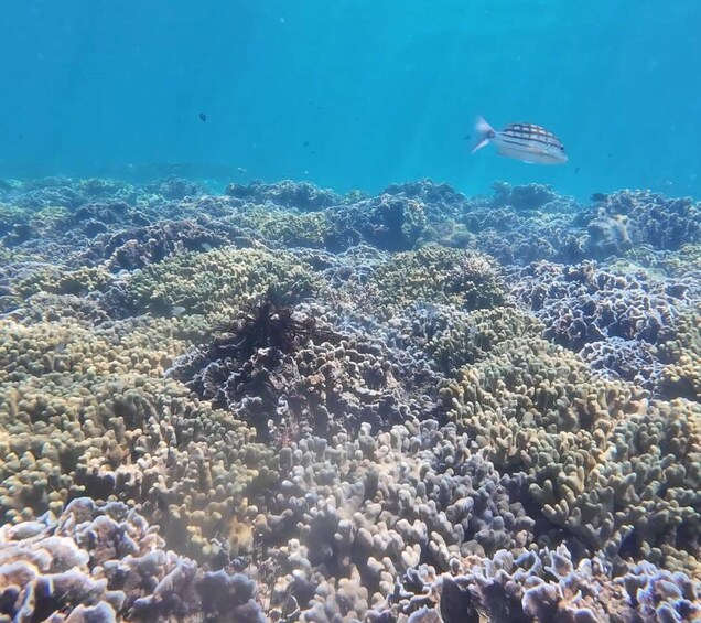 Picture 17 for Activity Tunku Abdul Rahman: Sapi & Manukan Snorkeling with Lunch 5