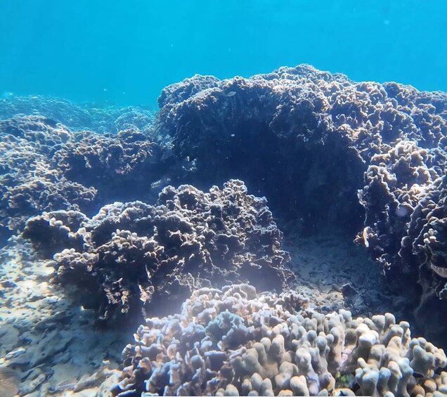 Picture 20 for Activity Tunku Abdul Rahman: Sapi & Manukan Snorkeling with Lunch 4