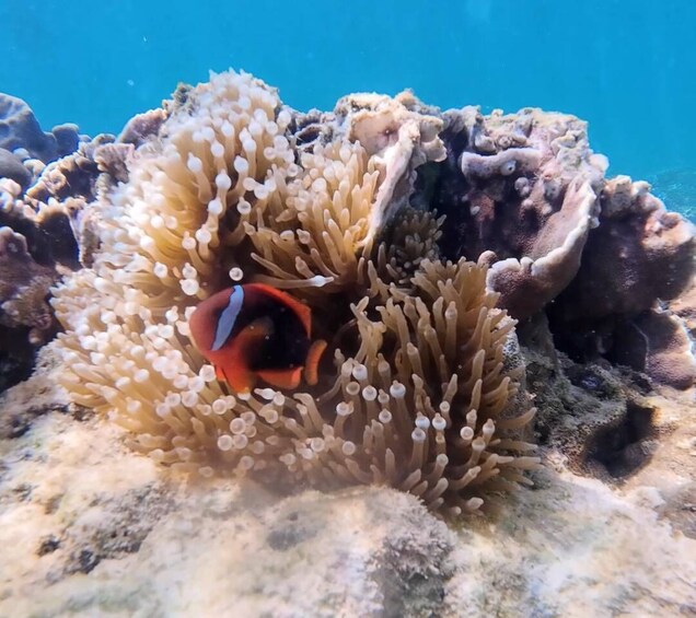 Picture 29 for Activity Tunku Abdul Rahman: Sapi & Manukan Snorkeling with Lunch 3