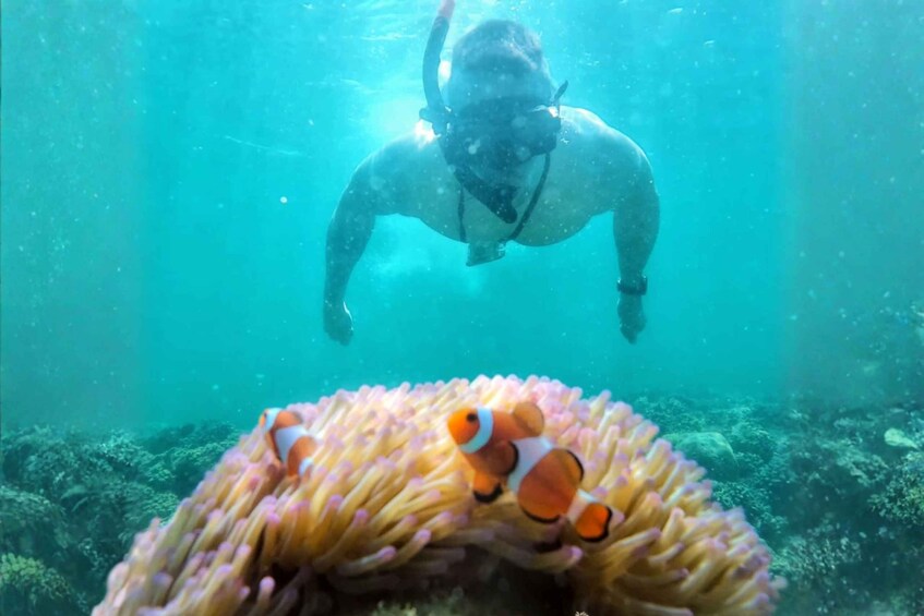 Picture 3 for Activity Kota Kinabalu: Sapi & Manukan Island Snorkelling with Lunch 2