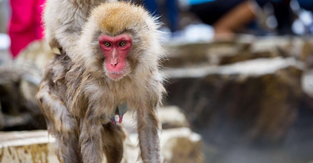 A monkey with a pink face and light brown fur, standing on a stone structure. 5