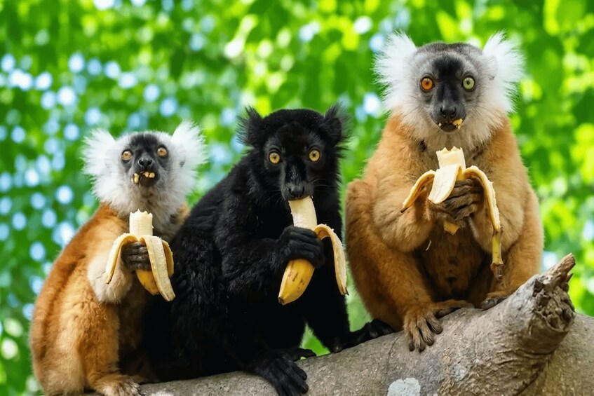 Nosy Be Day Trip: Nosy Komba Lemur & Wildlife Tour 1