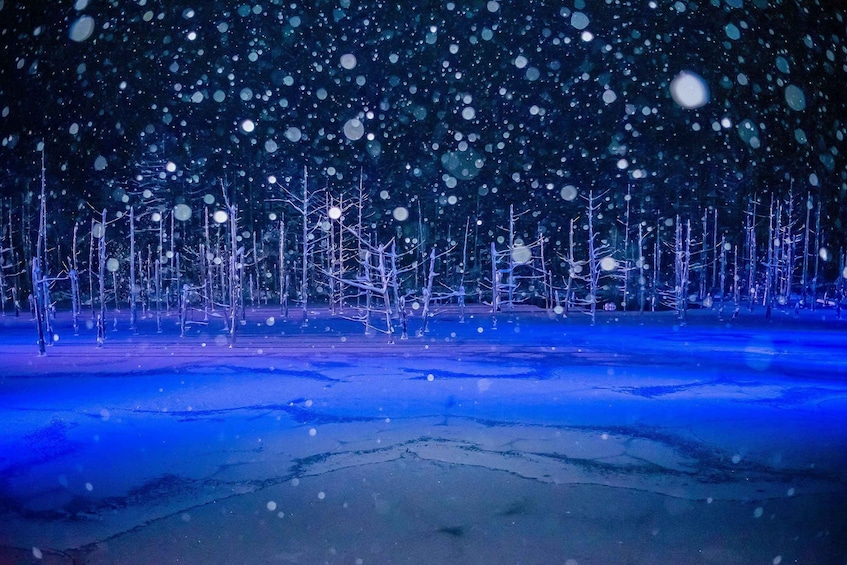 Sapporo: Biei Best 5 Must-Visit Day Tour (Late Departure) 1