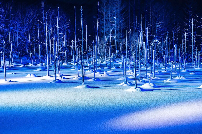 Picture 13 for Activity Sapporo: Biei Best 5 Must-Visit Day Tour (Late Departure) 2