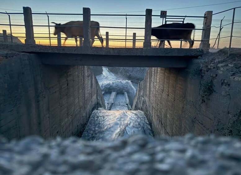 A bridge with two cows on it, overlooking a rocky gorge with a waterfall. 4
