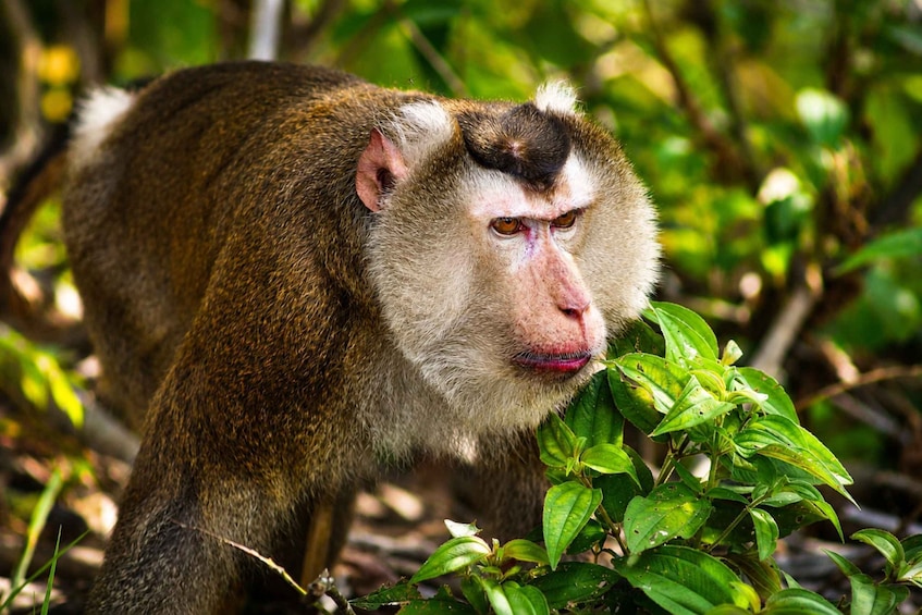 A monkey with brown fur and a white patch on its head, surrounded by green foliage. 2