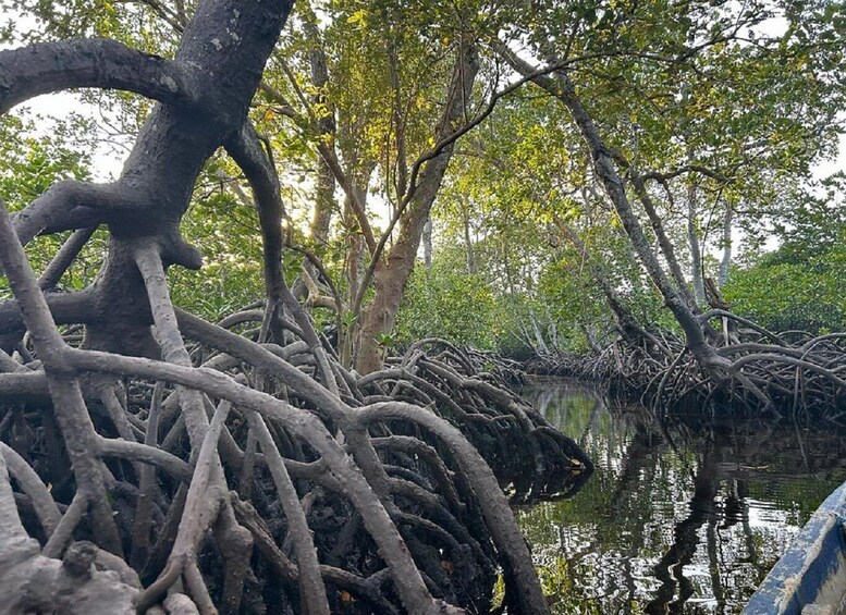 Picture 2 for Activity Watamu: Mida Creek Mangrove & Birdwatching Tour w/Boat Ride 1