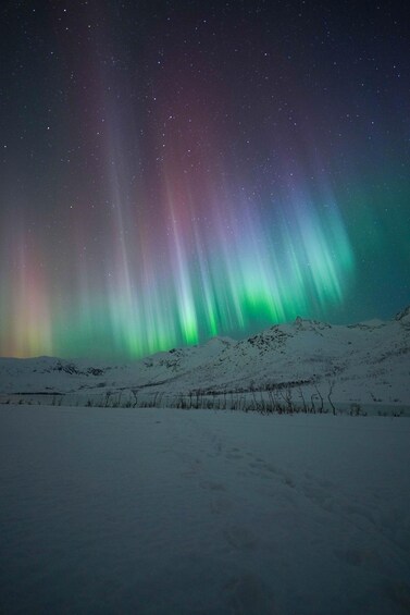 The Northern Lights over a snowy landscape. 1