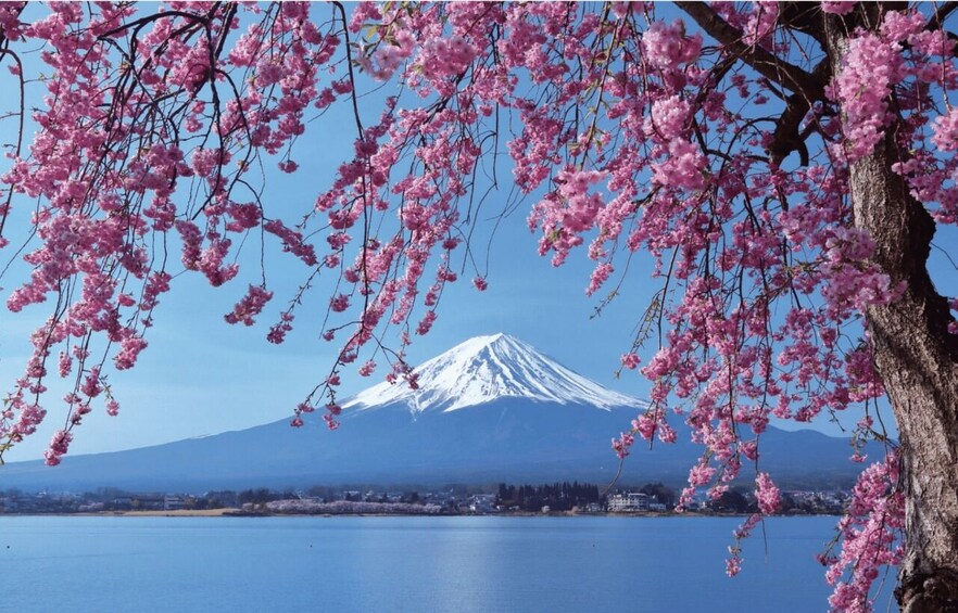 A snow-capped mountain, cherry blossoms, and a body of water. 3