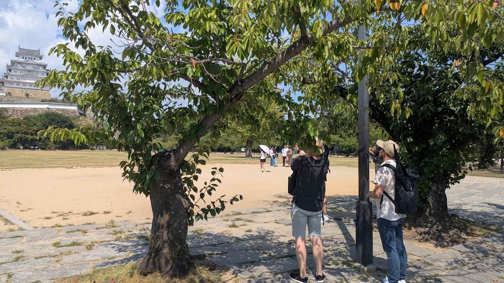 People standing under a tree in a park with a building in the background. 3