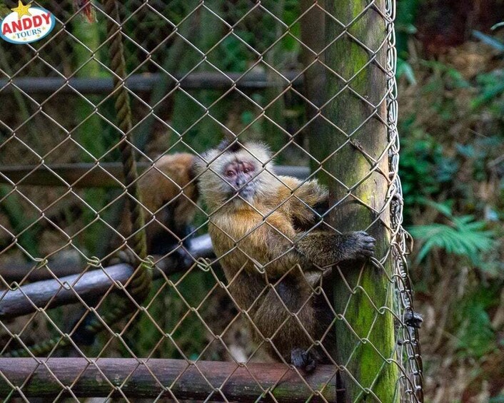A monkey behind a chain-link fence, with greenery in the background. 4