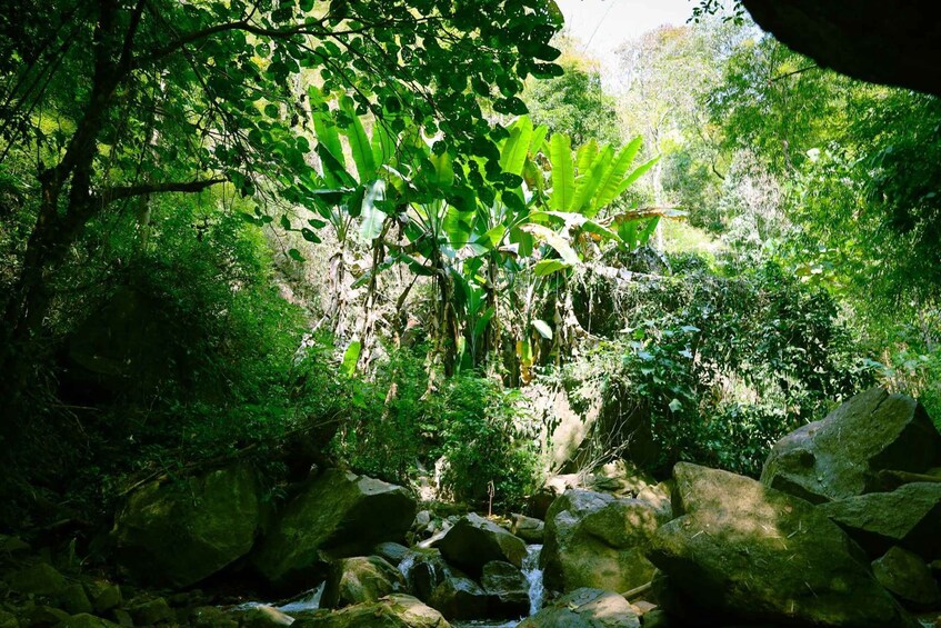 A lush forest with a small stream flowing over rocks. 3