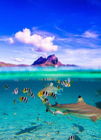 A clear blue sea with a coral reef, a shark, and tropical fish swimming. 1