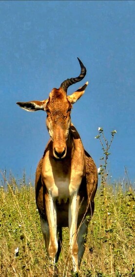 Picture 4 for Activity Nairobi: Nairobi National Park Safari with Guide 4