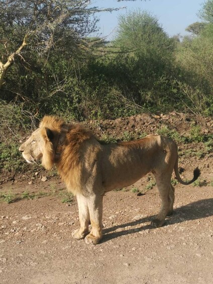Picture 12 for Activity Nairobi: Nairobi National Park Safari with Guide 2