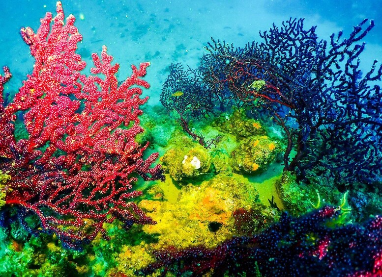 Picture 1 for Activity Novalja: Your First SCUBA Dive Ever 3