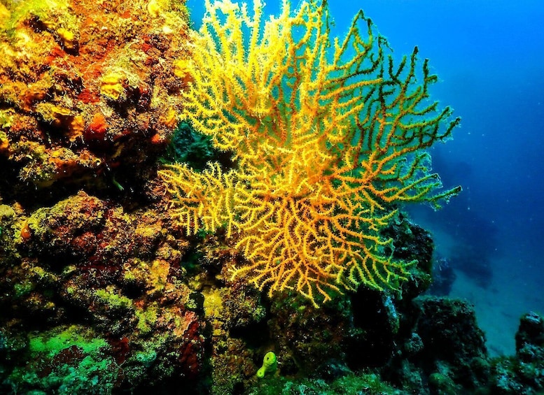 Novalja: Your First SCUBA Dive Ever 1