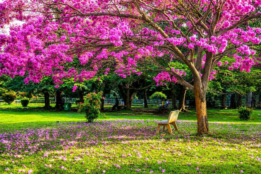 Picture 9 for Activity All-Inclusive Bangalore Full or Half Day Tour with Pickup 4