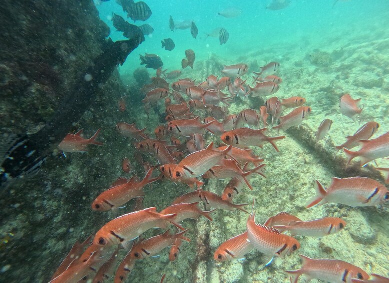 Un banc de poissons nageant près d’une surface rocheuse sous-marine. 3